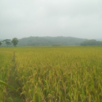 MahbubHossain101120