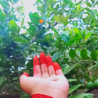 Pañî púrî