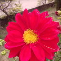 RX PARVEJ HOSSAIN