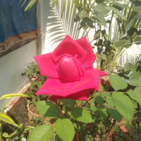 Shoriful islam19