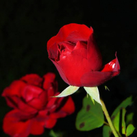 nurbd557@gmail.com