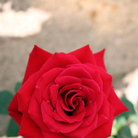 Selim_1234