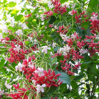 মোঃহাদিয়ার রহমান