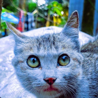 Tasfir Khan