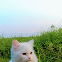 fahimakhan
