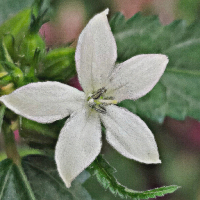 rafsun001