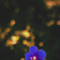 nihar