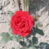 Sahedozzaman
