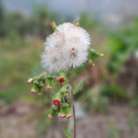 Bakul Tanchangya