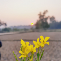NayemHossainSrabon