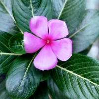 Jahangirbd23