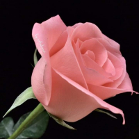 m.a.rahim8.1.1980