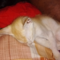 Mim azad