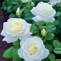 ইকবাল হোসেন আজাদ
